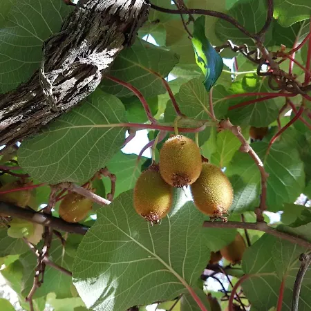 Casa Del Priore Couette-café *