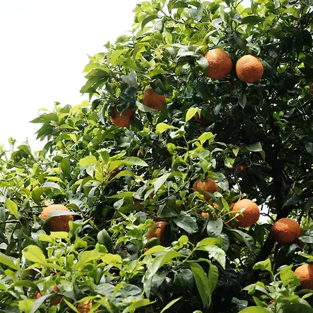 Bed & Breakfast Casa Del Priore *