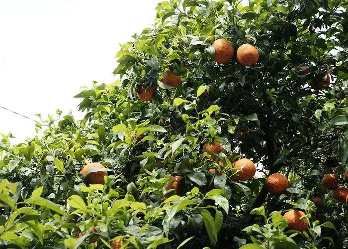 Bed & Breakfast Casa Del Priore *